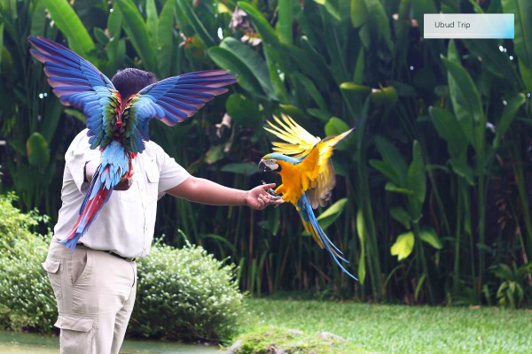 Bali Bird Park