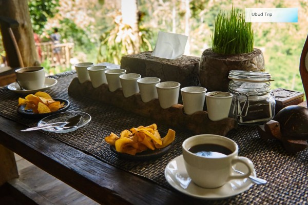 Luwak Coffe Plantation