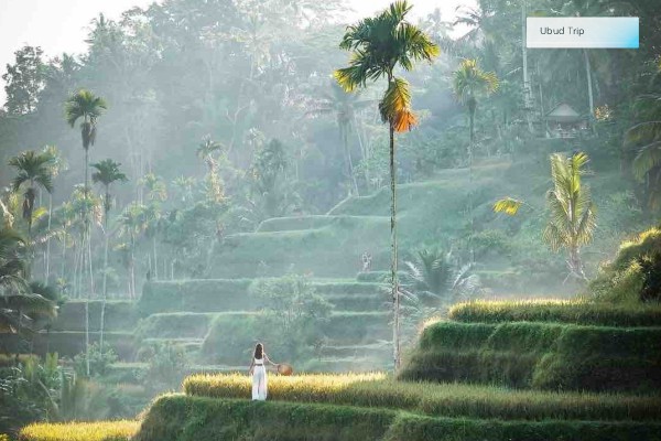 Tegalalang Rice Terrace