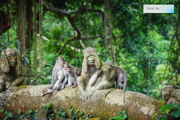 Ubud Monkey Forest